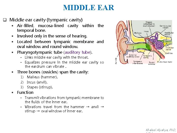 MIDDLE EAR q Middle ear cavity (tympanic cavity) § Air-filled, mucosa-lined cavity within the