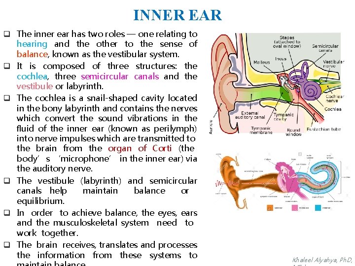 INNER EAR q The inner ear has two roles — one relating to hearing