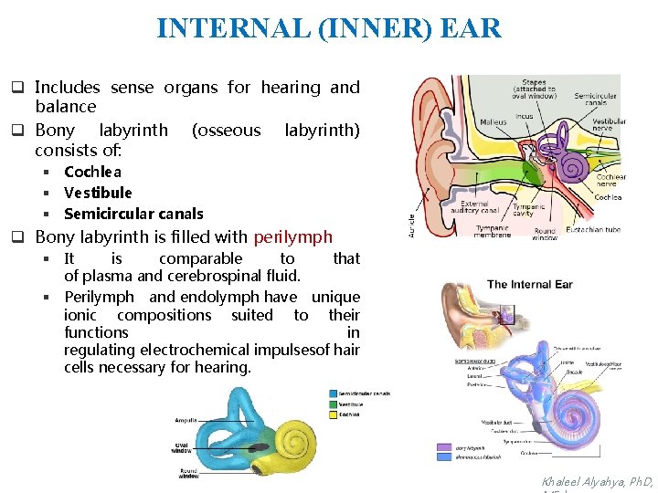 INTERNAL (INNER) EAR q Includes sense organs for hearing and balance q Bony labyrinth