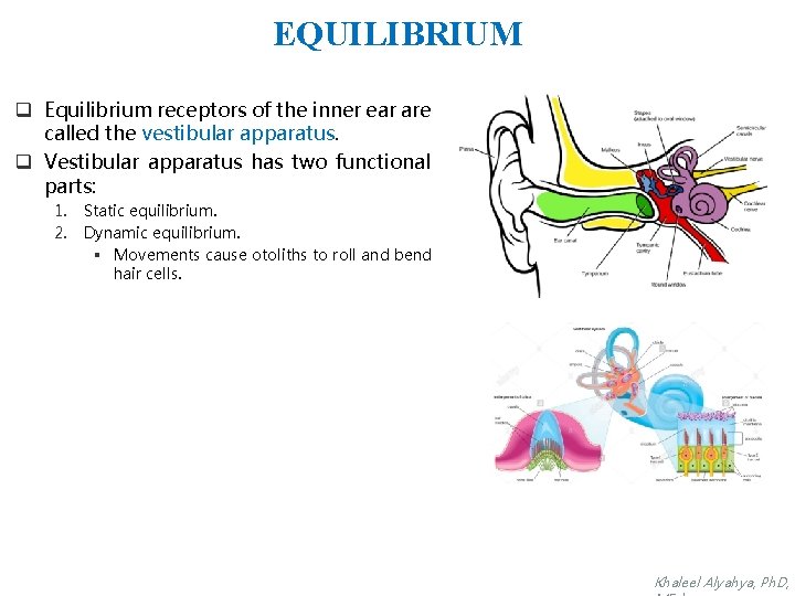 EQUILIBRIUM q Equilibrium receptors of the inner ear are called the vestibular apparatus. q