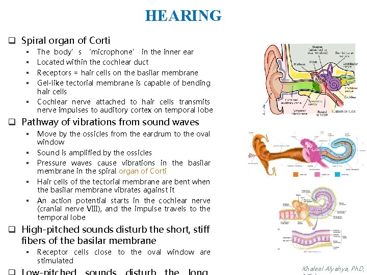 HEARING q Spiral organ of Corti § § § The body’s ‘microphone’ in the