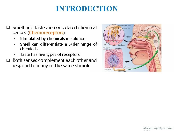 INTRODUCTION q Smell and taste are considered chemical senses (Chemoreceptors). § § § Stimulated