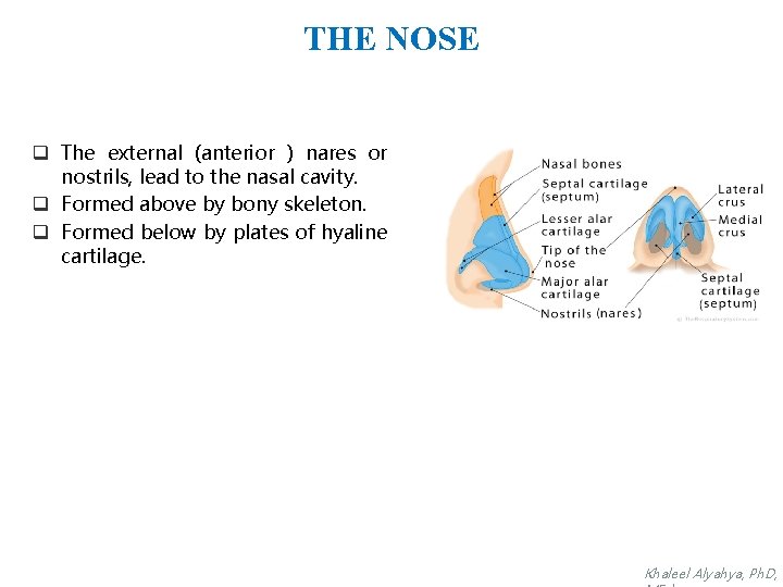 THE NOSE q The external (anterior ) nares or nostrils, lead to the nasal