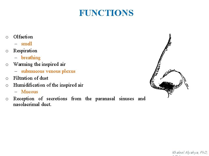 FUNCTIONS o Olfaction – smell o Respiration – breathing o Warming the inspired air