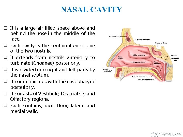 NASAL CAVITY q It is a large air filled space above and behind the