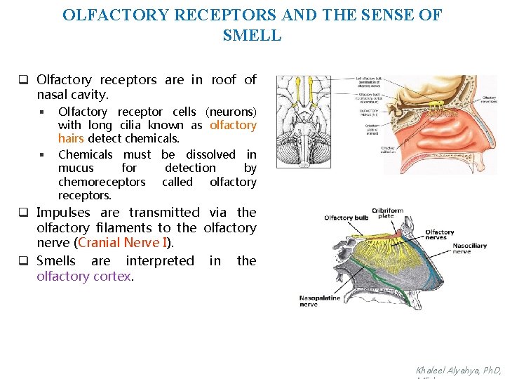 OLFACTORY RECEPTORS AND THE SENSE OF SMELL q Olfactory receptors are in roof of