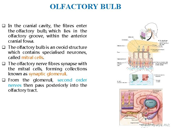 OLFACTORY BULB q In the cranial cavity, the fibres enter the olfactory bulb, which