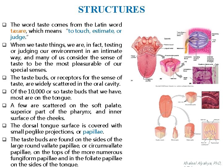 STRUCTURES q The word taste comes from the Latin word taxare, which means “to