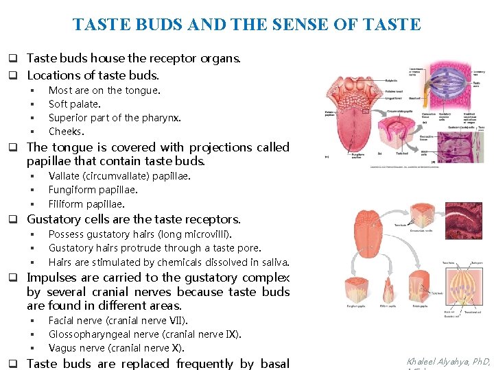 TASTE BUDS AND THE SENSE OF TASTE q Taste buds house the receptor organs.