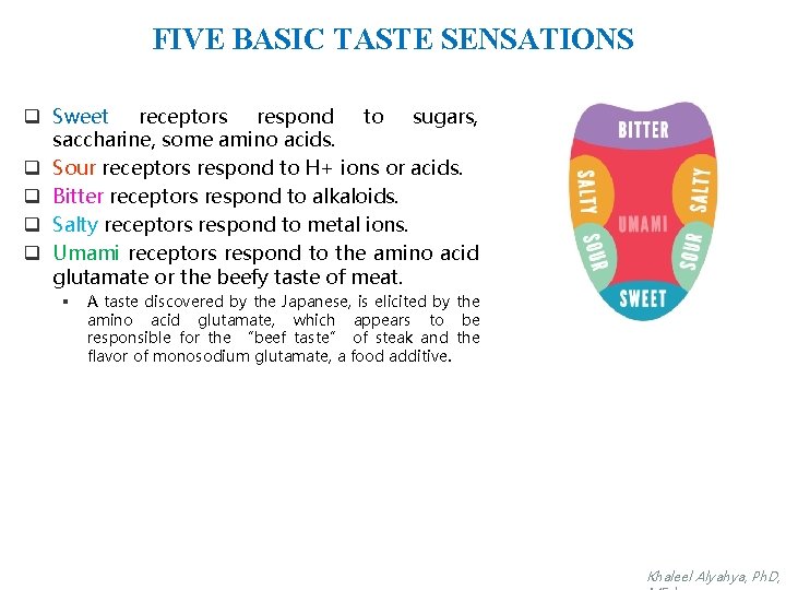 FIVE BASIC TASTE SENSATIONS q Sweet receptors respond to sugars, saccharine, some amino acids.