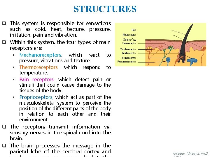 STRUCTURES q This system is responsible for sensations such as cold, heat, texture, pressure,