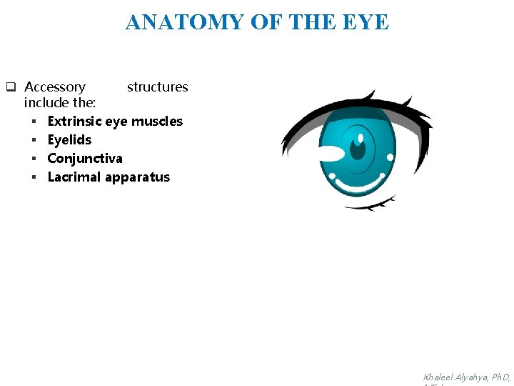 ANATOMY OF THE EYE q Accessory structures include the: § Extrinsic eye muscles §