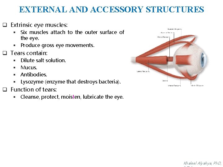 EXTERNAL AND ACCESSORY STRUCTURES q Extrinsic eye muscles: § Six muscles attach to the