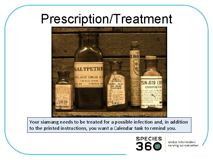 Prescription/Treatment Your siamang needs to be treated for a possible infection and, in addition