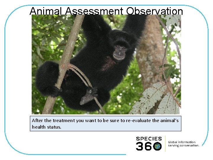 Animal Assessment Observation After the treatment you want to be sure to re-evaluate the