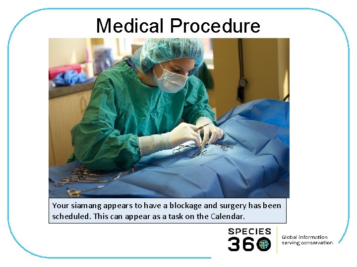 Medical Procedure Your siamang appears to have a blockage and surgery has been scheduled.