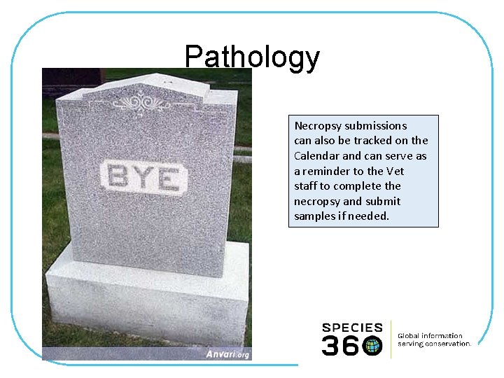 Pathology Necropsy submissions can also be tracked on the Calendar and can serve as