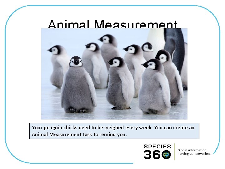 Animal Measurement Your penguin chicks need to be weighed every week. You can create