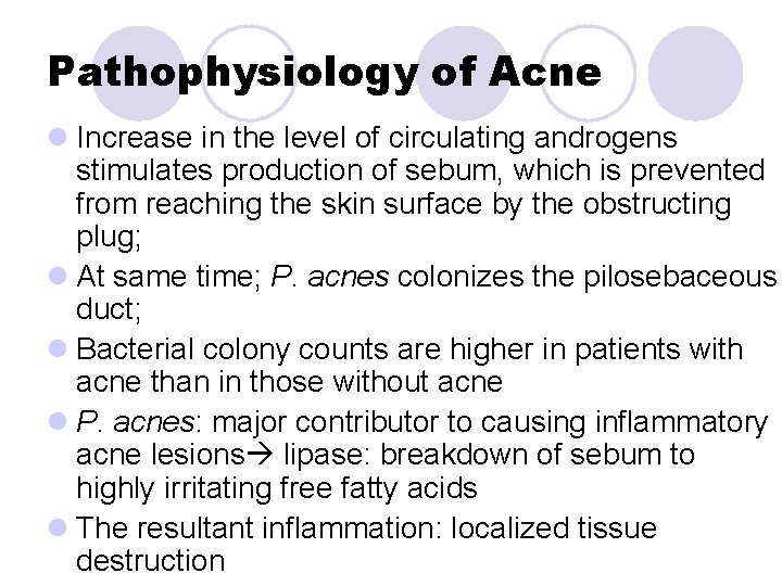 Pathophysiology of Acne l Increase in the level of circulating androgens stimulates production of Pathophysiology of Acne l Increase in the level of circulating androgens stimulates production of
