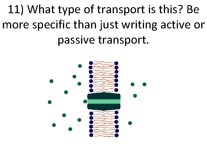 11) What type of transport is this? Be more specific than just writing active