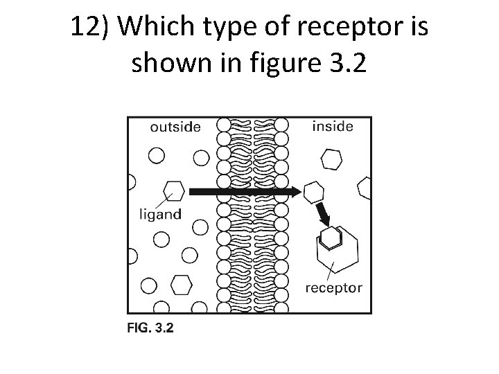 12) Which type of receptor is shown in figure 3. 2 