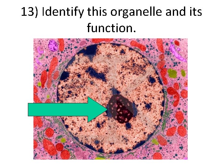 13) Identify this organelle and its function. 