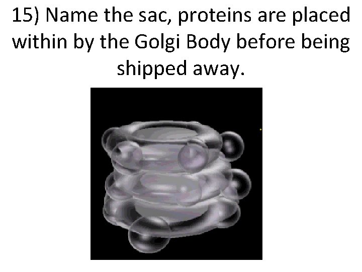 15) Name the sac, proteins are placed within by the Golgi Body before being