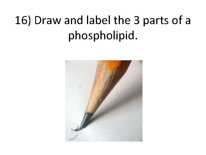 16) Draw and label the 3 parts of a phospholipid. 