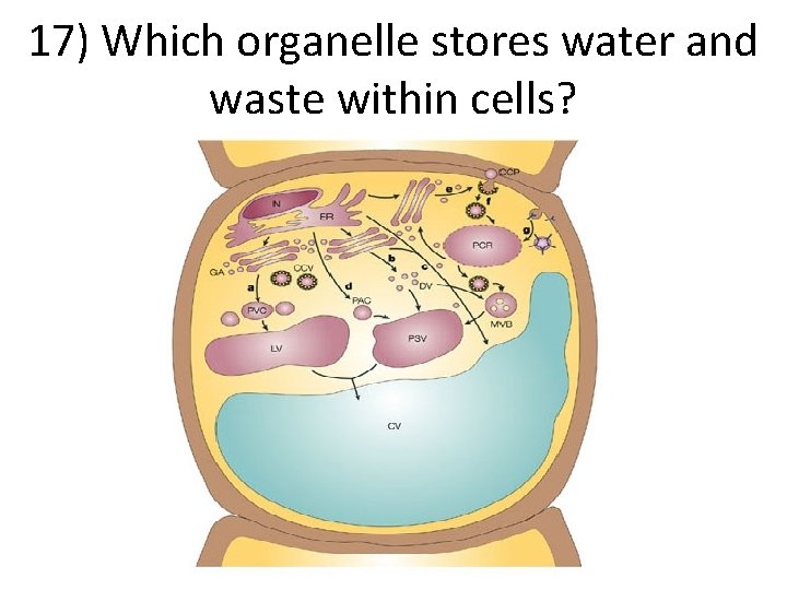 17) Which organelle stores water and waste within cells? 
