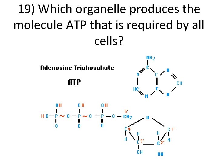 19) Which organelle produces the molecule ATP that is required by all cells? 