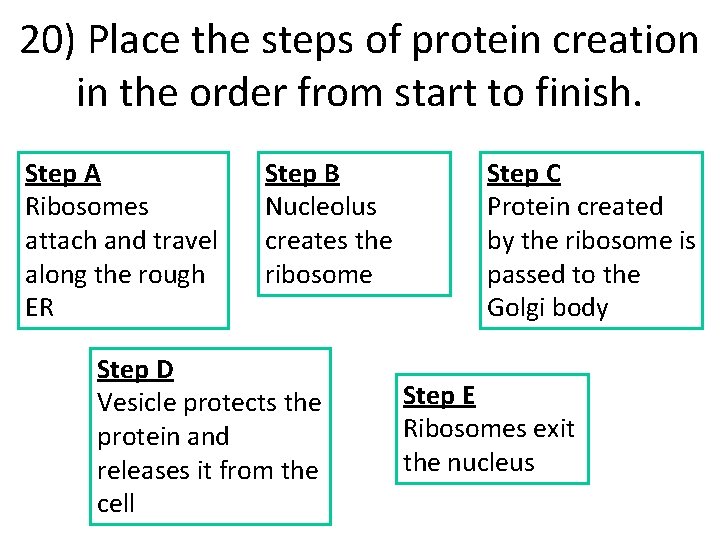 20) Place the steps of protein creation in the order from start to finish.