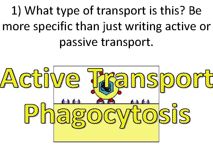 1) What type of transport is this? Be more specific than just writing active