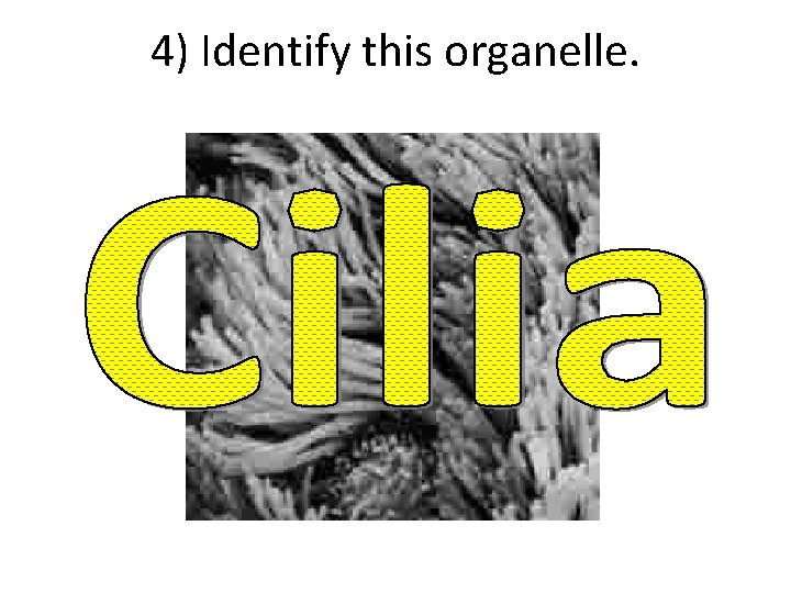 4) Identify this organelle. 