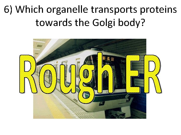 6) Which organelle transports proteins towards the Golgi body? 