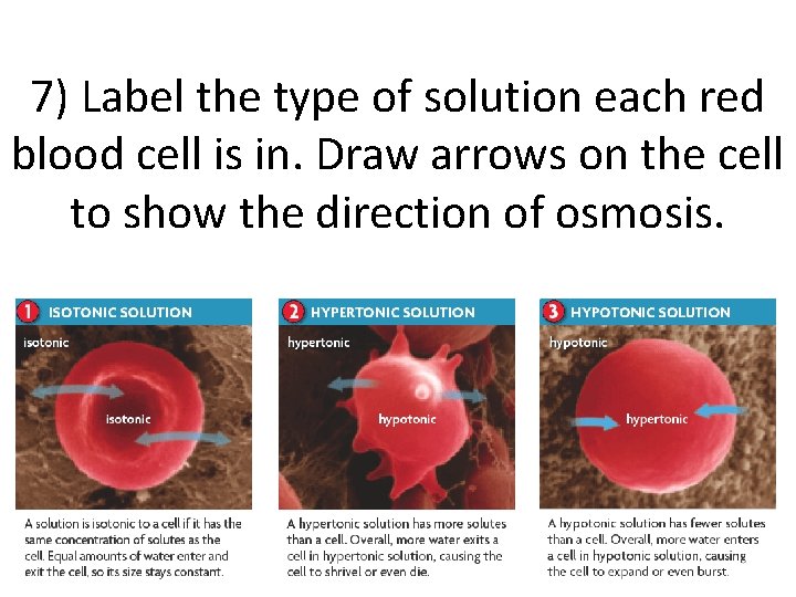 7) Label the type of solution each red blood cell is in. Draw arrows