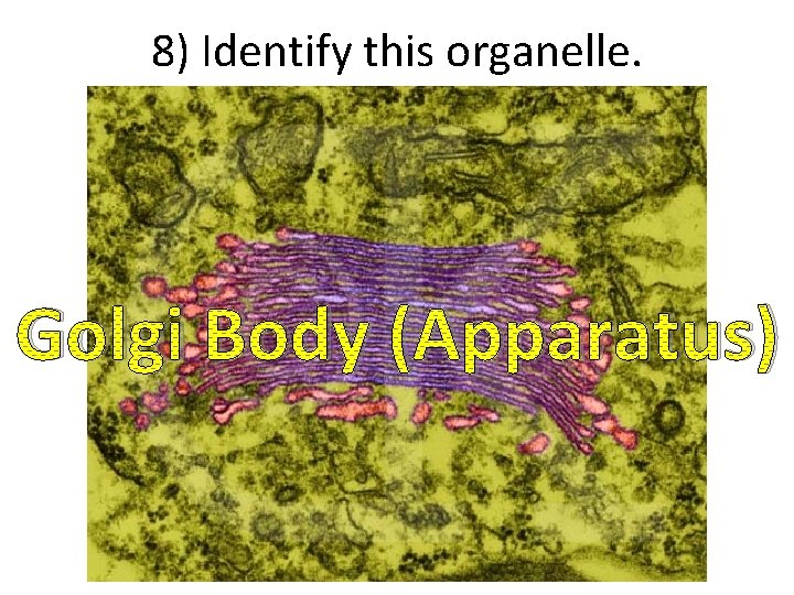 8) Identify this organelle. Golgi Body (Apparatus) 