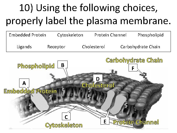 10) Using the following choices, properly label the plasma membrane. Embedded Protein Ligands Cytoskeleton