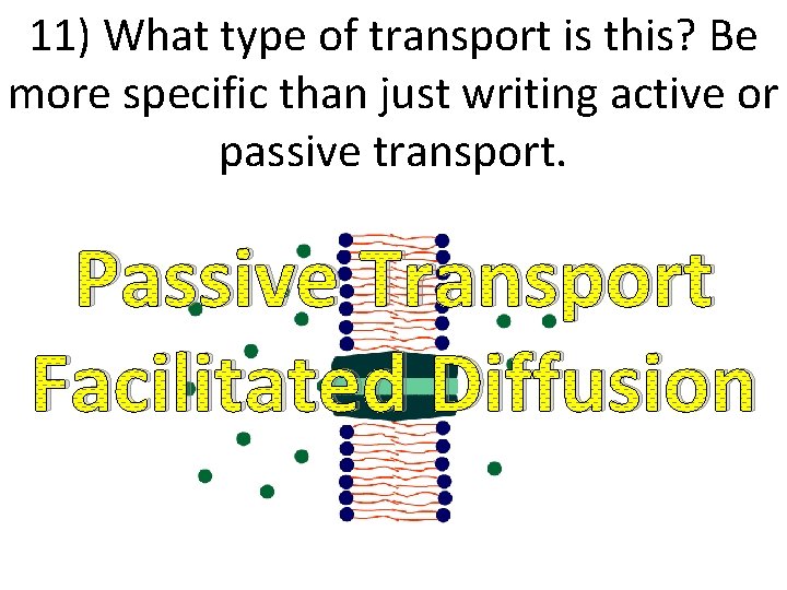 11) What type of transport is this? Be more specific than just writing active