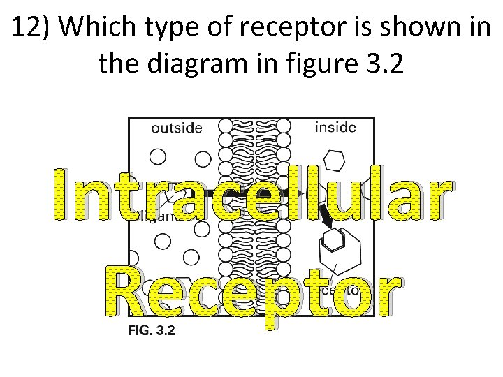 12) Which type of receptor is shown in the diagram in figure 3. 2