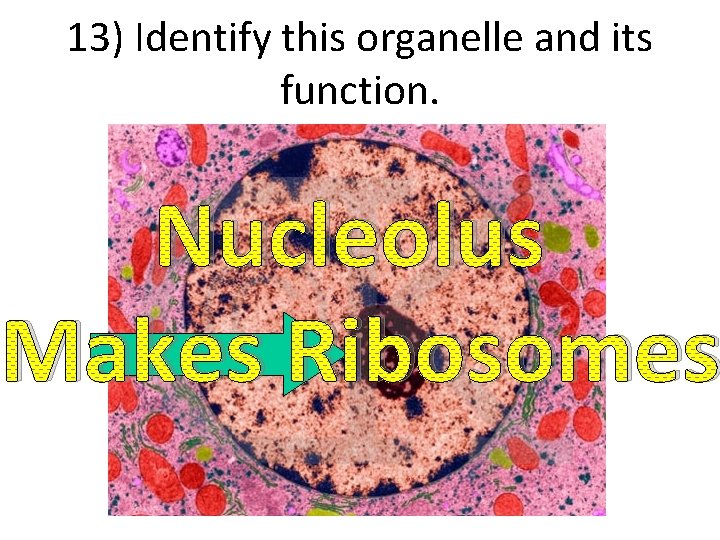 13) Identify this organelle and its function. Nucleolus Makes Ribosomes 