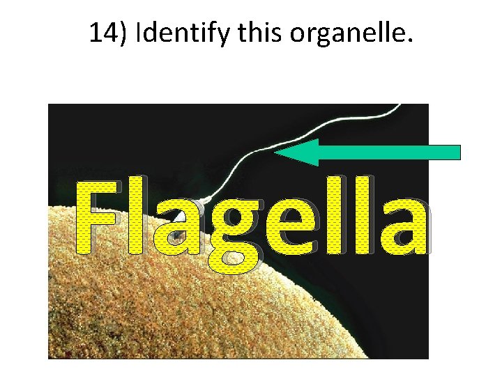 14) Identify this organelle. Flagella 