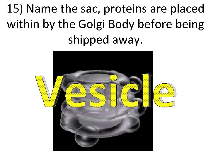 15) Name the sac, proteins are placed within by the Golgi Body before being