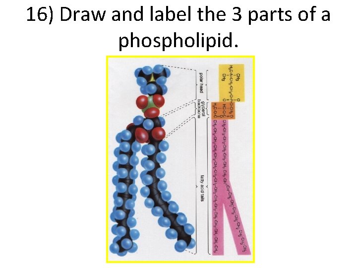 16) Draw and label the 3 parts of a phospholipid. 