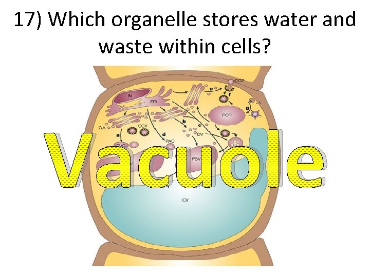 17) Which organelle stores water and waste within cells? Vacuole 