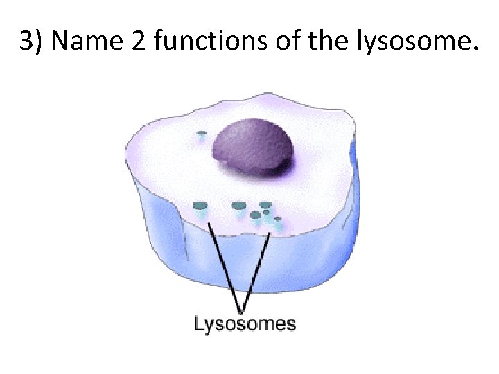 3) Name 2 functions of the lysosome. 