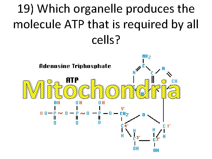 19) Which organelle produces the molecule ATP that is required by all cells? Mitochondria