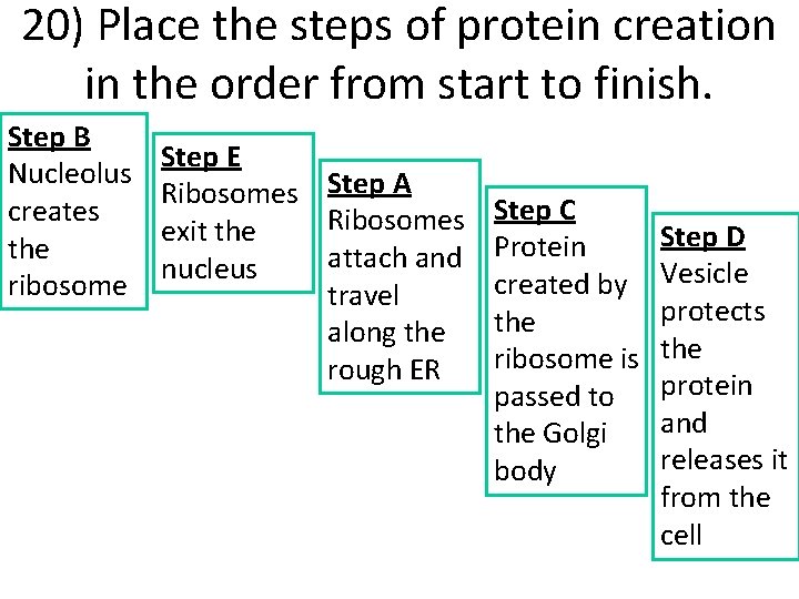 20) Place the steps of protein creation in the order from start to finish.