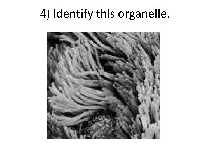 4) Identify this organelle. 