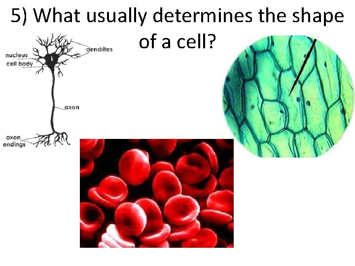 5) What usually determines the shape of a cell? 