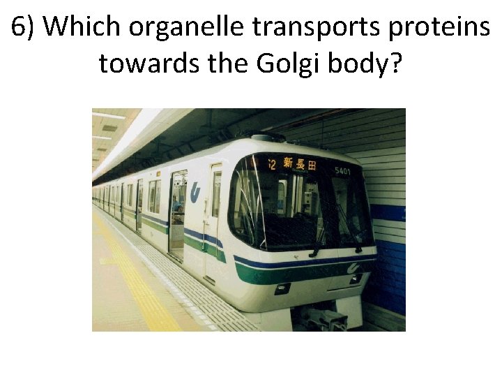 6) Which organelle transports proteins towards the Golgi body? 